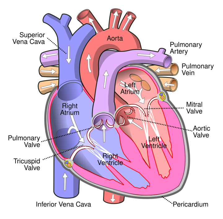 Diagram of the heart with its chambers, valves and vessels labelled